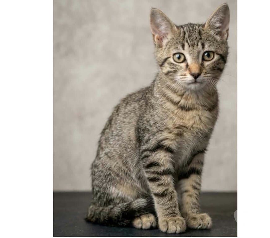 Don animaux Aude Carcassonne - Photos Vivastreet Nuts chaton 3 mois cherche famille