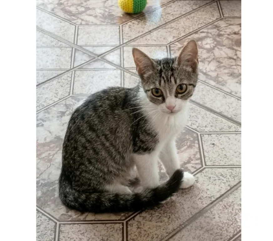 Don animaux Aude Carcassonne - Photos Vivastreet Perle chatonne 2 mois 1 2 cherche famille