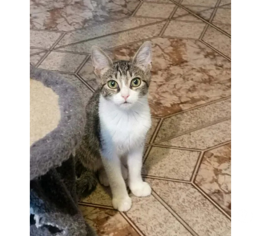 Don animaux Aude Carcassonne - Photos Vivastreet Perle chatonne 2 mois 1 2 cherche famille