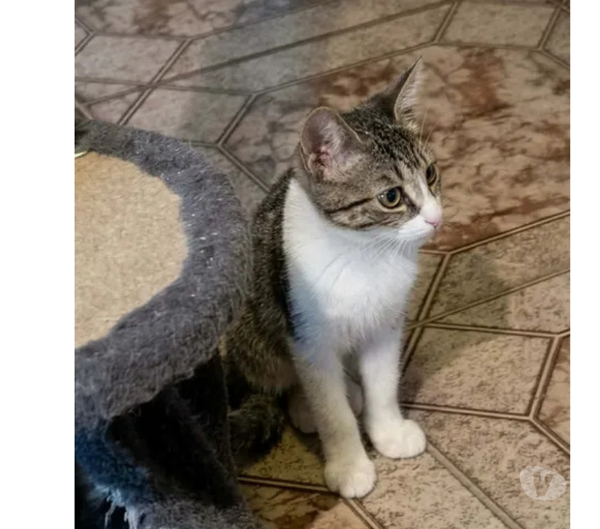 Don animaux Aude Carcassonne - Photos Vivastreet Perle chatonne 2 mois 1 2 cherche famille