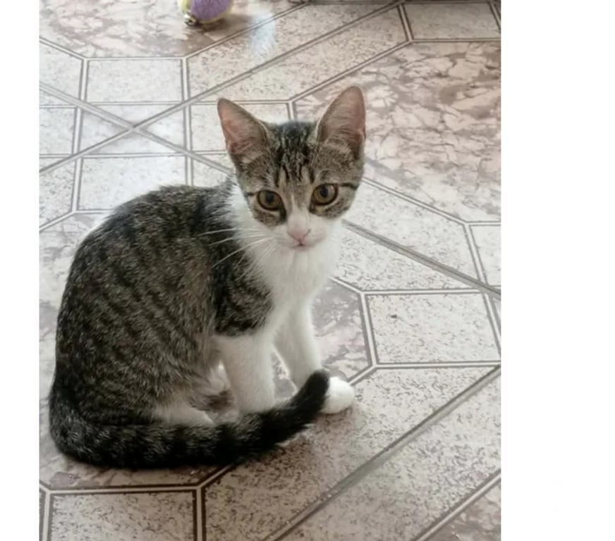 Don animaux Aude Carcassonne - Photos Vivastreet Perle chatonne 2 mois 1 2 cherche famille