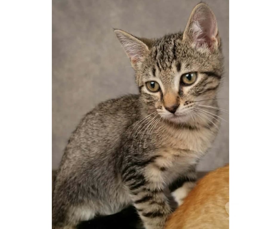 Don animaux Aude Carcassonne - Photos Vivastreet Nuts chaton 3 mois cherche famille