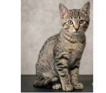 Photos Vivastreet Nuts chaton 3 mois cherche famille