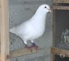 Bagneaux sur Loing - Seine-et-Marne — Pigeons reproducteurs hubbell blanc