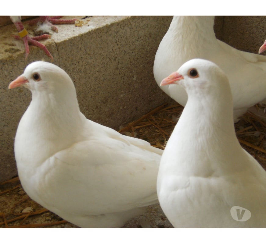 Vente Seine-et-Marne Bagneaux sur Loing - 77167 - Photos Vivastreet Pigeons reproducteurs hubbell blanc
