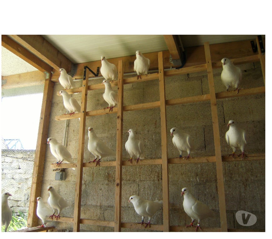 Vente Seine-et-Marne Bagneaux sur Loing - 77167 - Photos Vivastreet Pigeons reproducteurs hubbell blanc