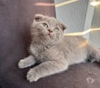 Meaux - Seine-et-Marne — Chatons british shortair