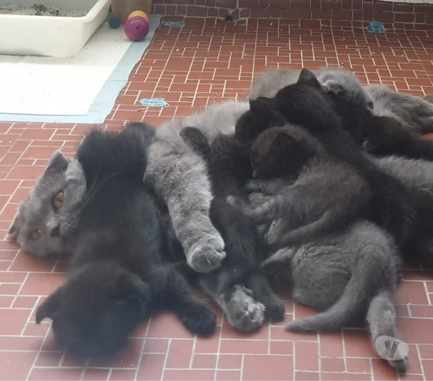 Vente Seine-et-Marne Meaux - 77100 - Photos Vivastreet Chatons british shortair