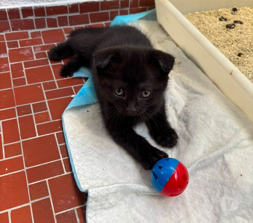 Vente Seine-et-Marne Meaux - 77100 - Photos Vivastreet Chatons british shortair