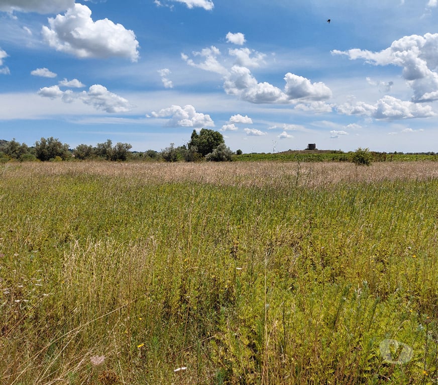 Terrain à vendre Gard St Hilaire d'Ozilhan - 30210 - Photos Vivastreet Plantation chênes Truffiers , forage , compteur eaux