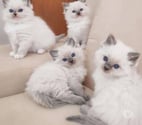 Paris 16ème ardt - Paris — Deux adorables chatons Ragdoll cherchent une famille aimante