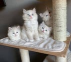 Paris 18ème ardt - Paris — Deux adorables chatons Ragdoll cherchent une famille aimante