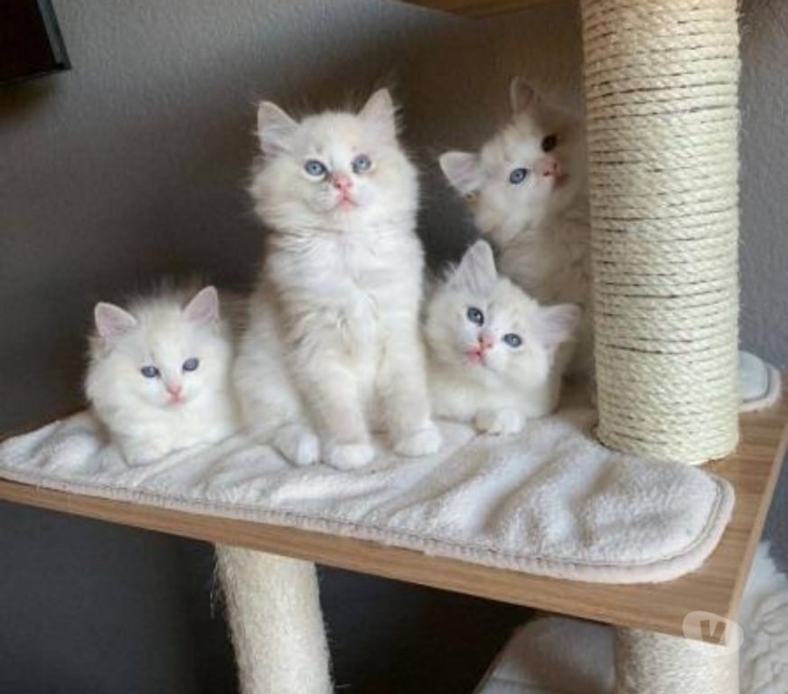 Don animaux Paris Paris 18ème ardt - 75018 - Photos Vivastreet Deux adorables chatons Ragdoll cherchent une famille aimante