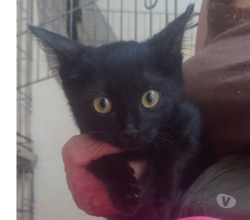 Don animaux Hérault Montpellier - Photos Vivastreet Donne gratuitement 2 chatons de 2 mois.