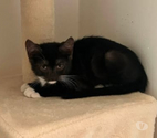 Bourg les Valence - Drôme — Chat MARTINI à l adoption