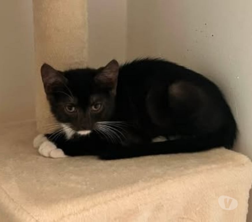 Don animaux Drôme Bourg les Valence - 26500 - Photos Vivastreet Chat MARTINI à l adoption