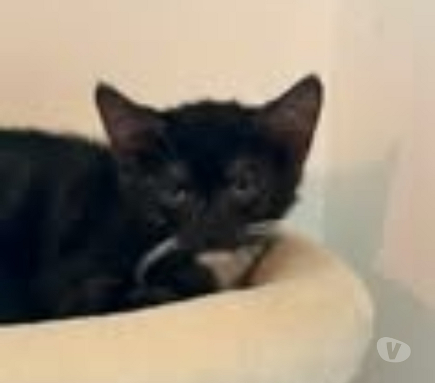 Don animaux Drôme Bourg les Valence - 26500 - Photos Vivastreet Chat MARTINI à l adoption