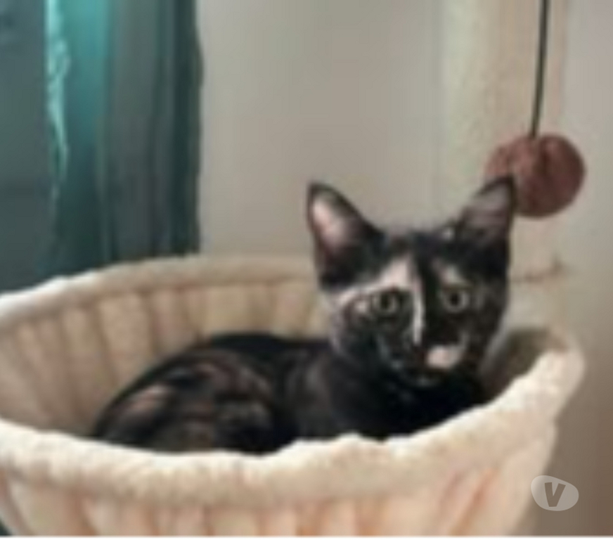 Don animaux Drôme Bourg les Valence - 26500 - Photos Vivastreet Chat FLORIDA à l adoption