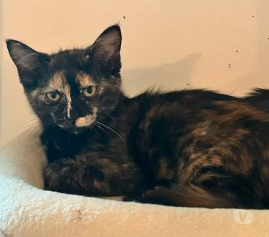 Don animaux Drôme Bourg les Valence - 26500 - Photos Vivastreet Chat FLORIDA à l adoption