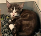 Chat PINCH à l adoption