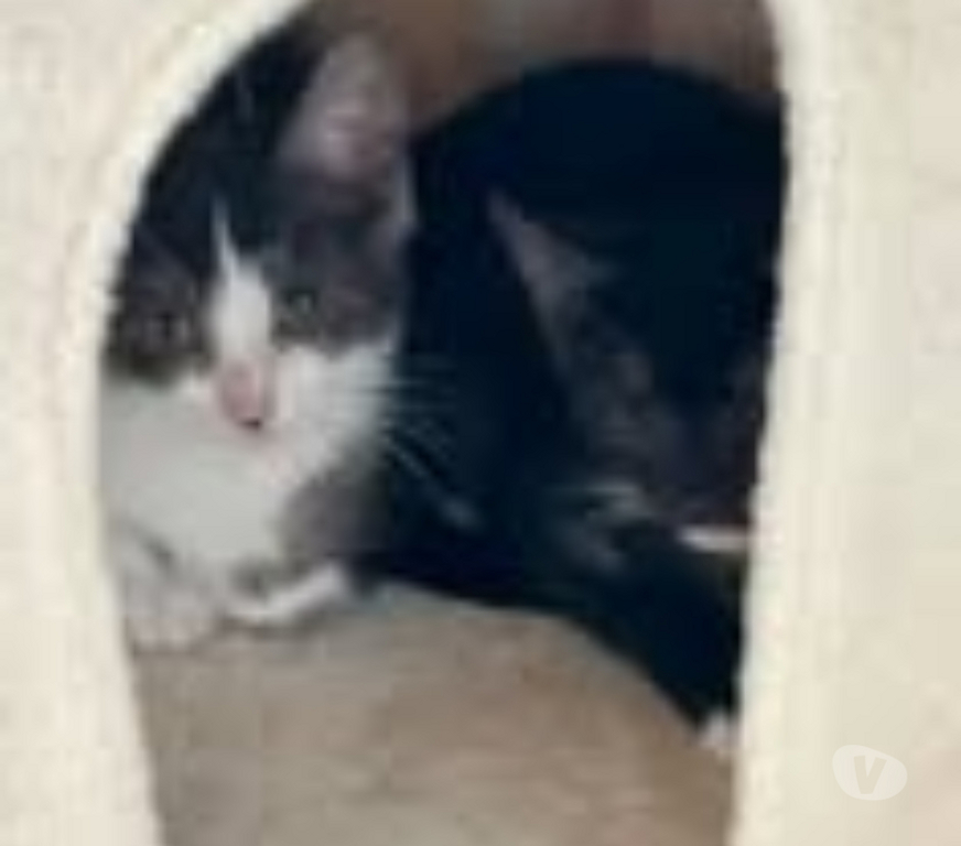 Don animaux Drôme Bourg les Valence - 26500 - Photos Vivastreet Chat PINCH à l adoption