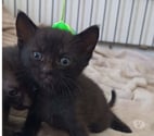 Chat CACHAREL à l adoption