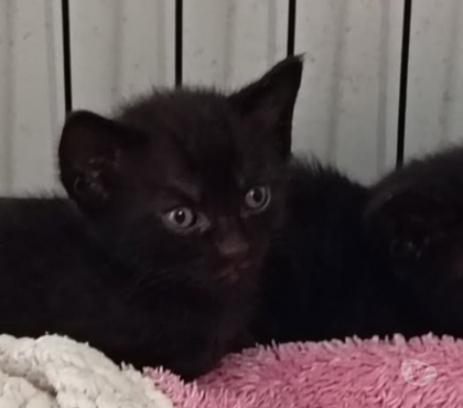 Don animaux St Restitut Drôme - Photos Vivastreet Chat AZZARO à l adoption