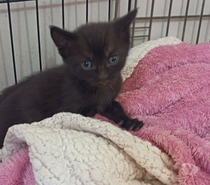 Photos Vivastreet Chat ARMANI à l adoption