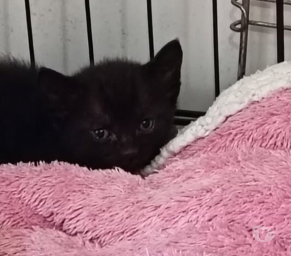 Adoption animaux St Restitut Drôme - Photos Vivastreet Chat KENZO à l adoption