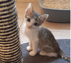 Chat KUZKO à l adoption