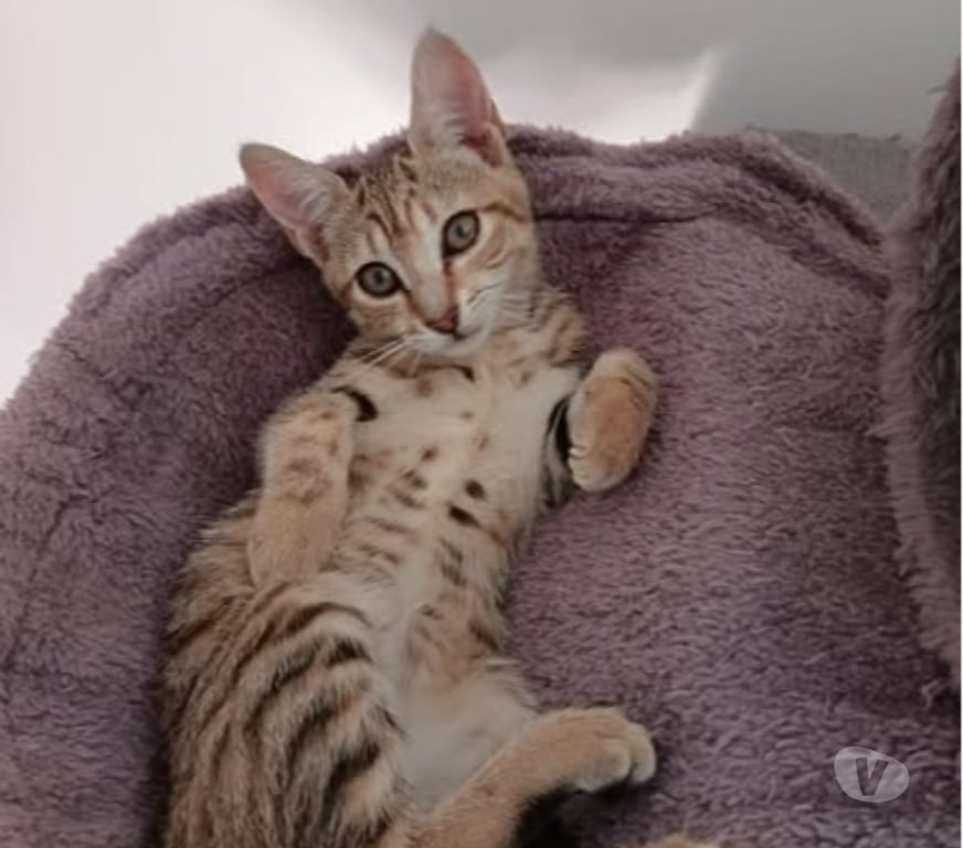Don animaux Gard St Julien de Peyrolas - 30760 - Photos Vivastreet Chat SAVANNA à l adoption