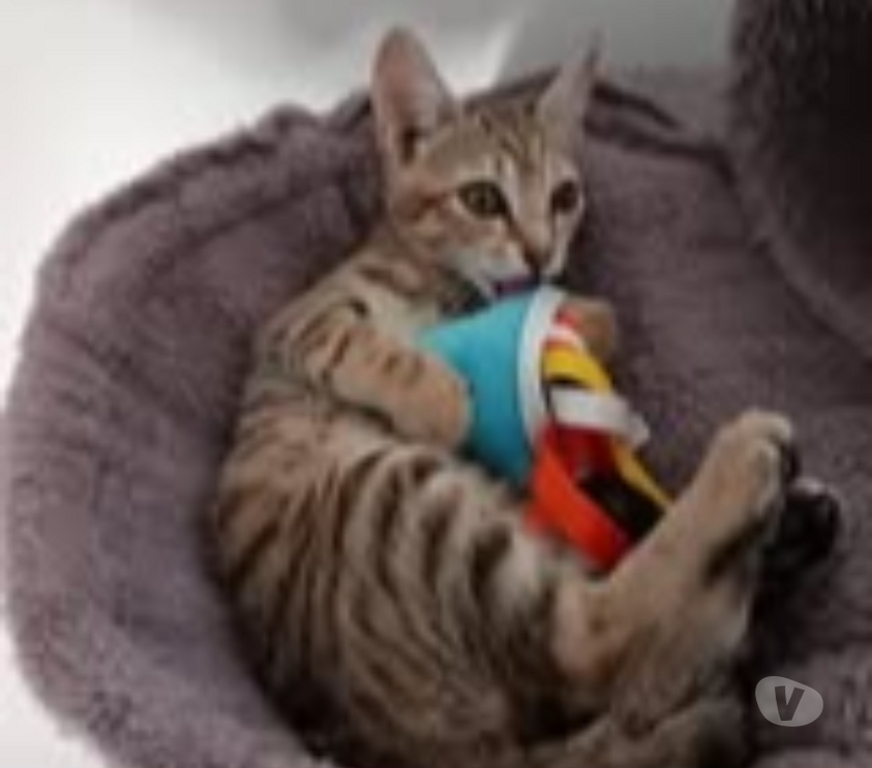 Don animaux Gard St Julien de Peyrolas - 30760 - Photos Vivastreet Chat SAVANNA à l adoption
