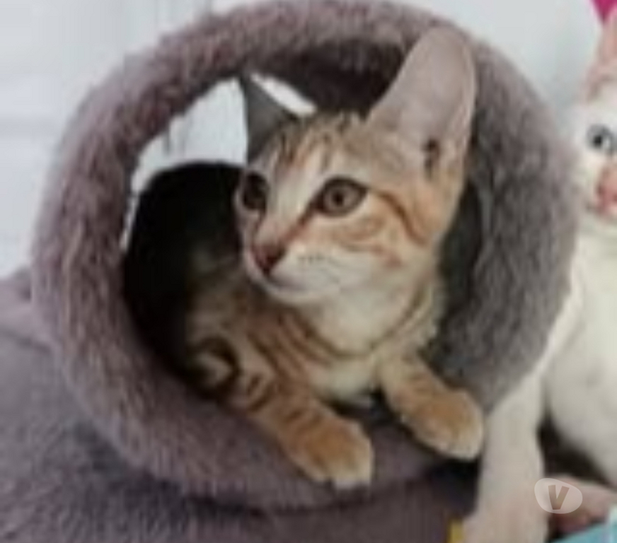 Don animaux Gard St Julien de Peyrolas - 30760 - Photos Vivastreet Chat SAVANNA à l adoption