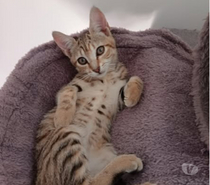 Photos Vivastreet Chat SAVANNA à l adoption