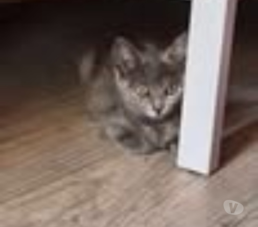 Don animaux Drôme St Restitut - 26130 - Photos Vivastreet Chat LOUANA à l adoption