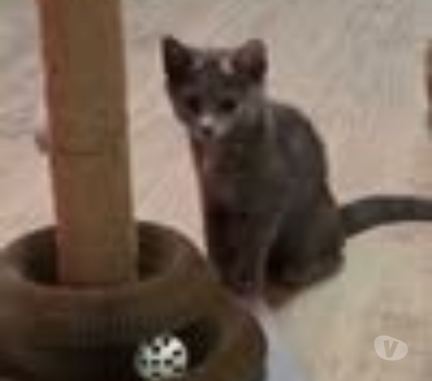 Don animaux Drôme St Restitut - 26130 - Photos Vivastreet Chat LOUANA à l adoption