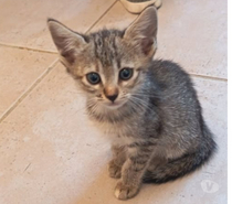 Photos Vivastreet Chat LUCIA à l adoption