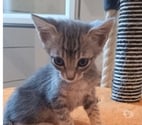 Chat YAGO à l adoption