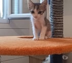 Chat BILBO à l adoption