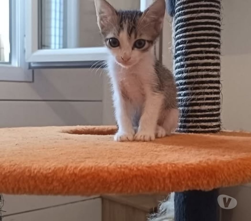 Don animaux Ardèche St Peray - 07130 - Photos Vivastreet Chat BILBO à l adoption
