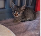 Chat PABLO à l adoption
