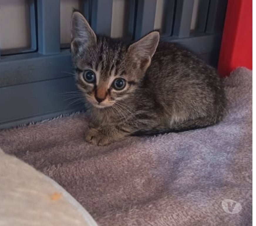 Don animaux Ardèche St Peray - 07130 - Photos Vivastreet Chat PABLO à l adoption