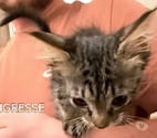 Savas - Ardèche — Chat TIGRESSE à l adoption