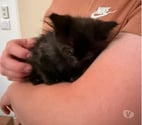 St Restitut - Drôme — Chat COSMO à l adoption