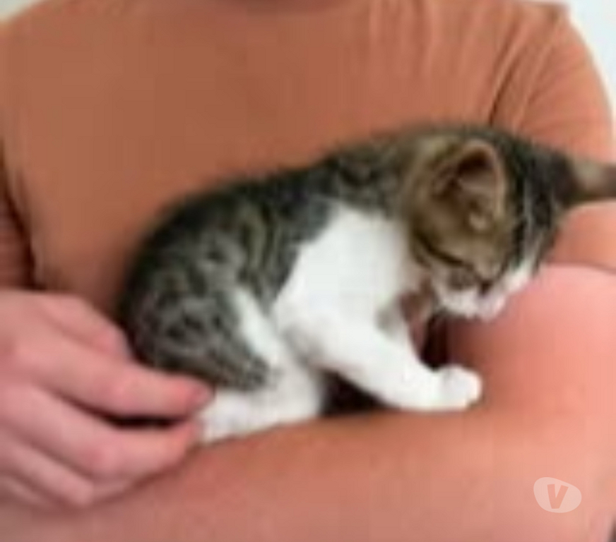 Don animaux Ardèche Savas - 07430 - Photos Vivastreet Chat TITAN à l adoption