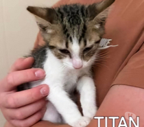Photos Vivastreet Chat TITAN à l adoption