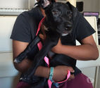 Villeneuve la Garenne - Hauts-de-Seine — Mimi,2 mois et demi, cherche un bon foyer