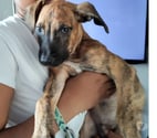 Villeneuve la Garenne - Hauts-de-Seine — Junior, 2 mois et demi cherche de bons adoptants