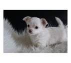 Ableiges - Val-d'Oise — Chiot chihuahua