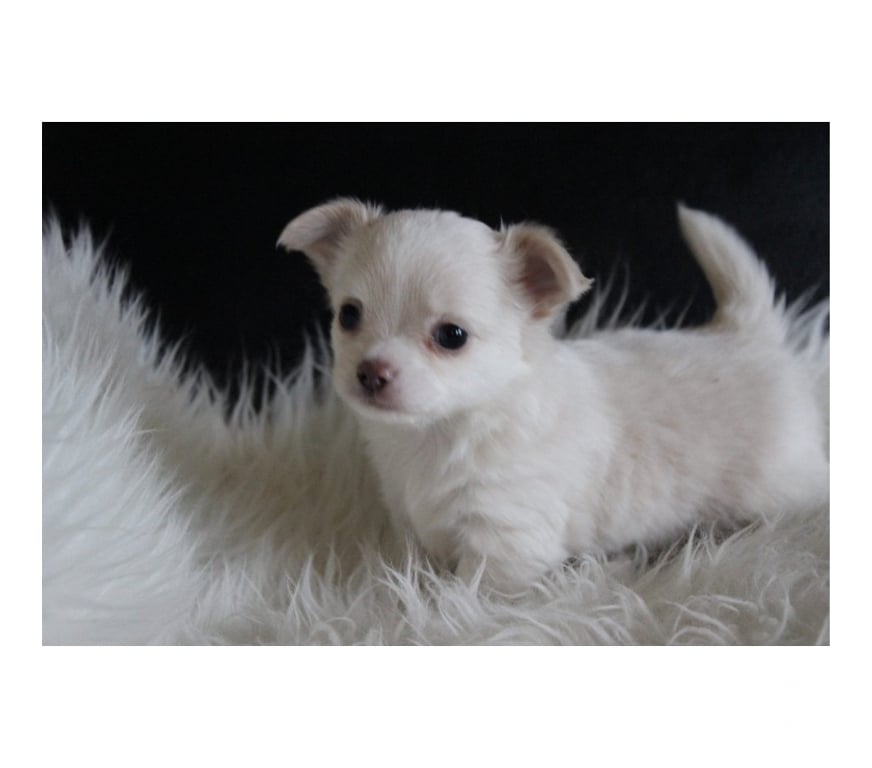 Don animaux Val-d'Oise Ableiges - 95450 - Photos Vivastreet Chiot chihuahua